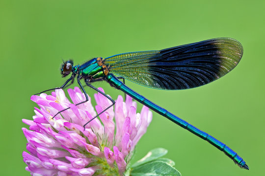 Prachtlibelle