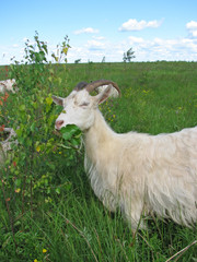 Grazing goat