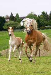 Familiengalopp
