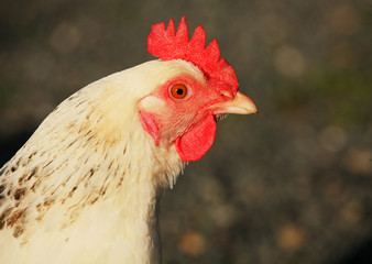 Chicken Head Close Up