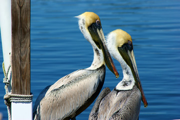 two young pelicans