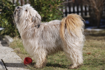 Tibetan Terrier