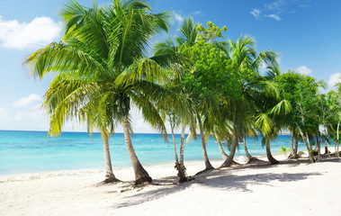 Caribbean sea and coconut palms