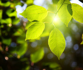 leaves in forest and sunset
