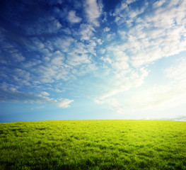 field of grass and sunset