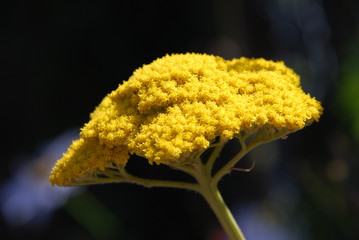 Schafgarbe (Achillea) Gelb © petrabarz