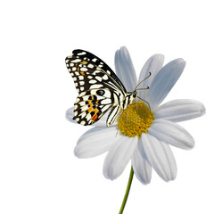 Daisy with Butterfly