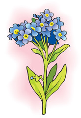 Forget-me-nots