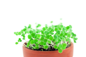 green sprout growing from soil. Isolated on white