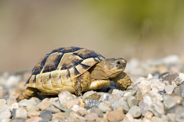 Maurische Landschildkröte (Testudo graeca)