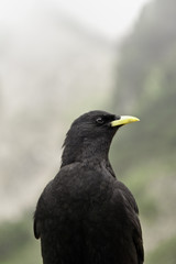 Alpine Chough
