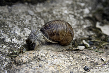 Burgundy snail
