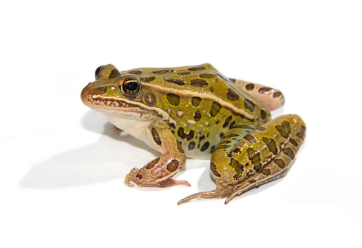 Leopard Frog