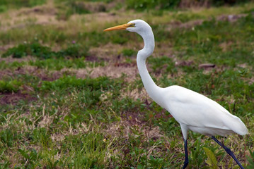 Fototapeta premium proud great white heron