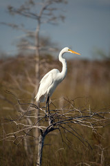 Great Egret