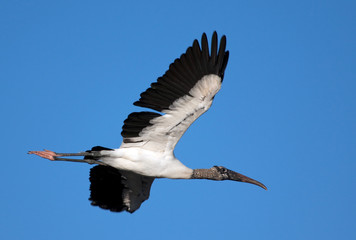 Wood Stork in Flight