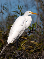 Great Egret