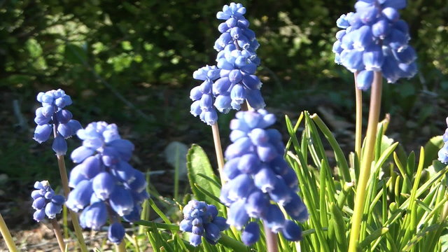 Blossoms of Grape hyacinths flowers