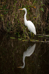 Great Egret with Reflection