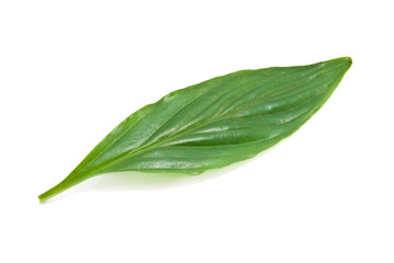 Fototapeta premium leaf
