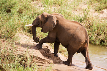 Fototapeta na wymiar Single African elephant on river bank
