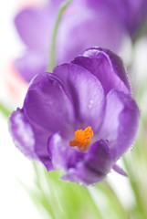 crocus bouquet isolated on white, shallow dof