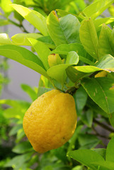Zitrone am Baum - lemon on tree 08