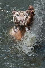 Fototapeta premium white tiger waving a greeting with his claw