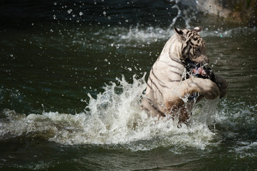 white tiger catching his prey
