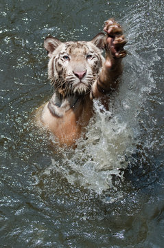 white tiger waving a greeting with his claw