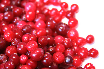 Red cranberry