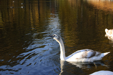 Grey swan on the water in the park