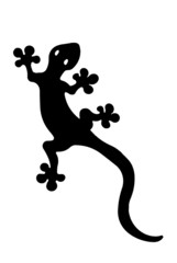 Lizzard