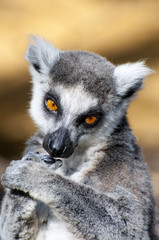 Lemur