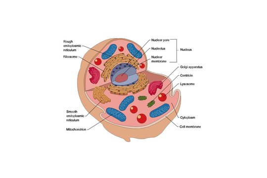cellula animale