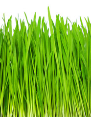 Fototapeta na wymiar grass on white