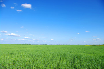 Fototapeta premium field and clouds