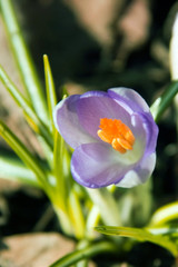Blauer Krokus blühen im Sonnenlicht.