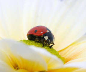 ladybug on flower