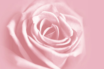 Obraz na płótnie Canvas gentle pink rose background