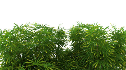 Palm trees isolated on white background