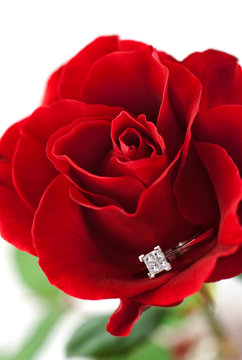 Modern diamond engagement ring (white gold) in red rose