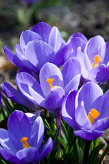 Krokus