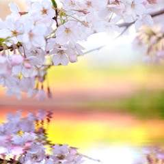 Obraz na płótnie Canvas Japanese Sakura Blossom refrected on the water surface