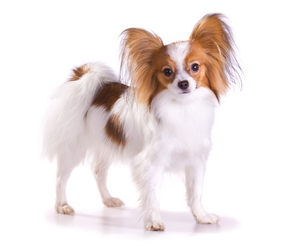 Dog of breed papillon