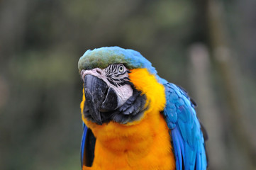 ルリコンゴウインコ