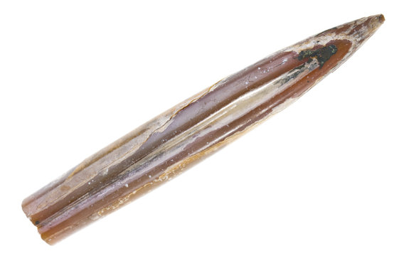 Belemnite Fossils