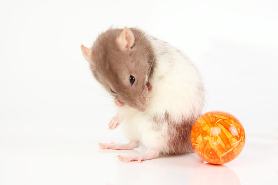 Osterputz
