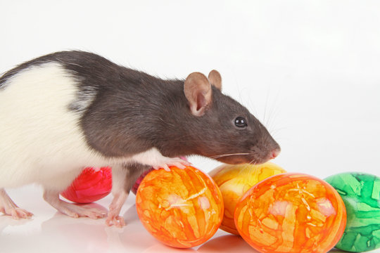 Oster-Ratte