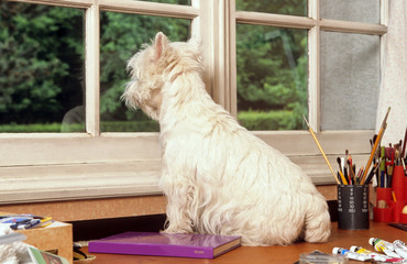 westie sur la table regardant par la fenêtre